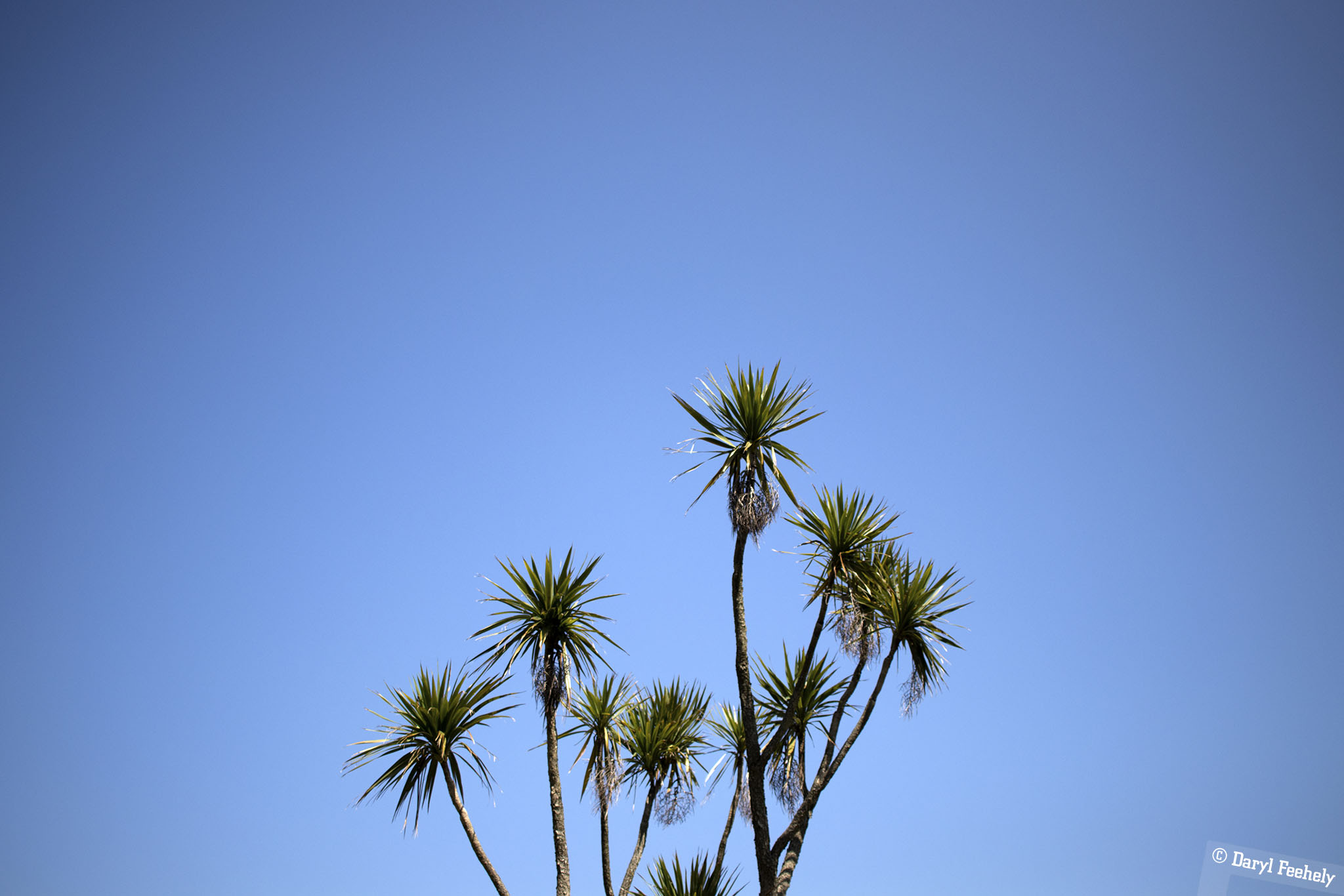 Tropical Tree & Blue Skies