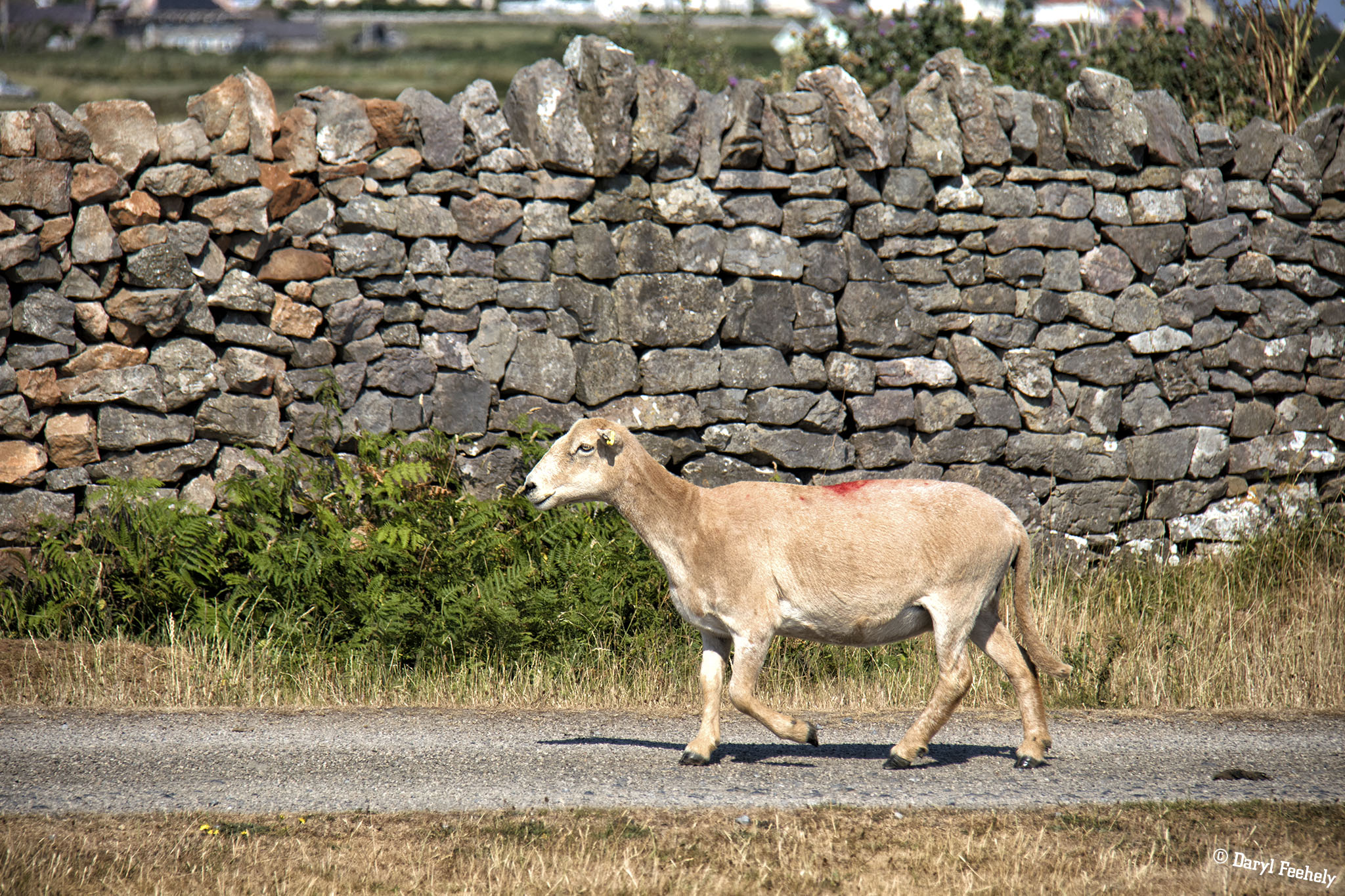 Rhossili Bay Sheep