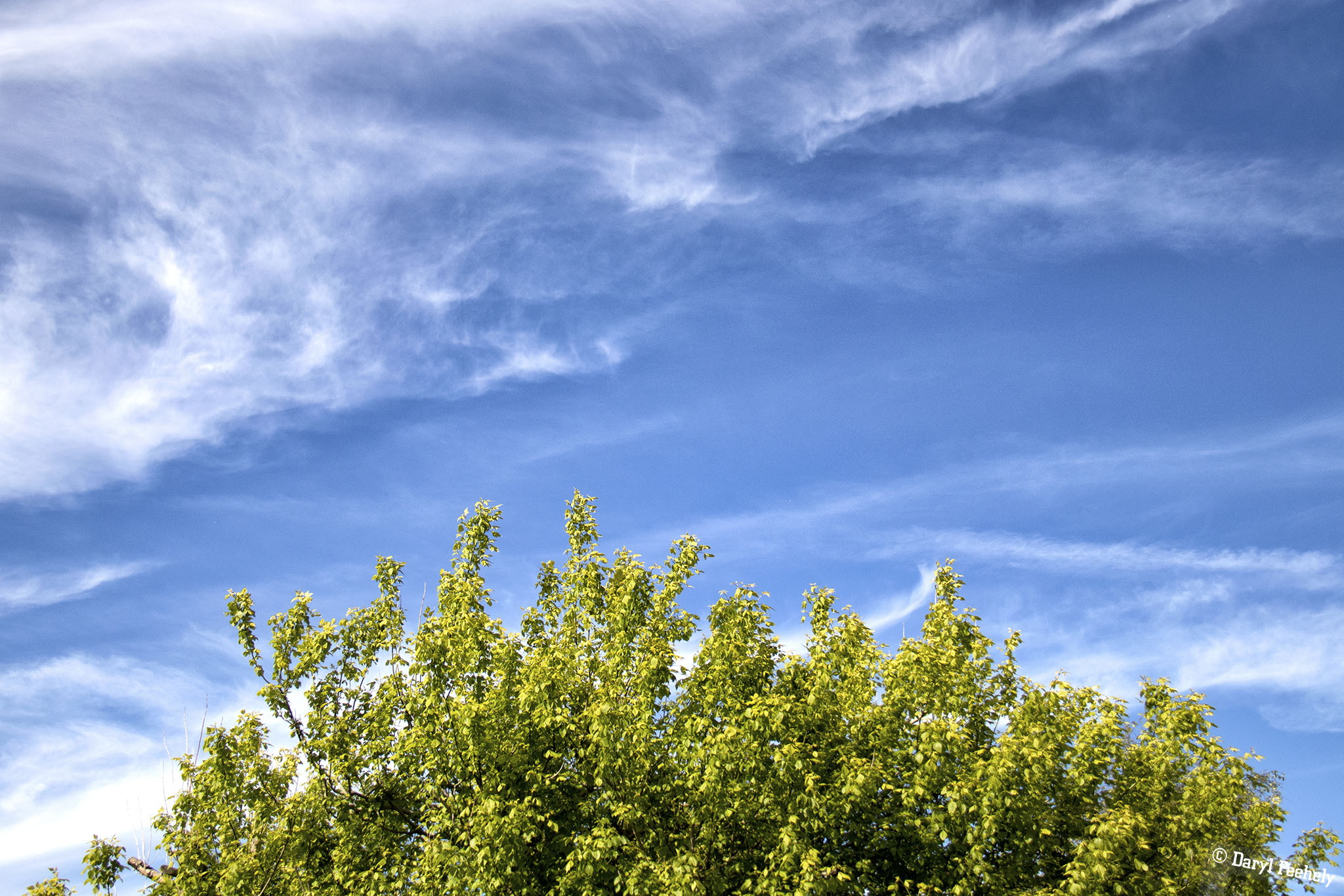 Blue Skies Over Trees