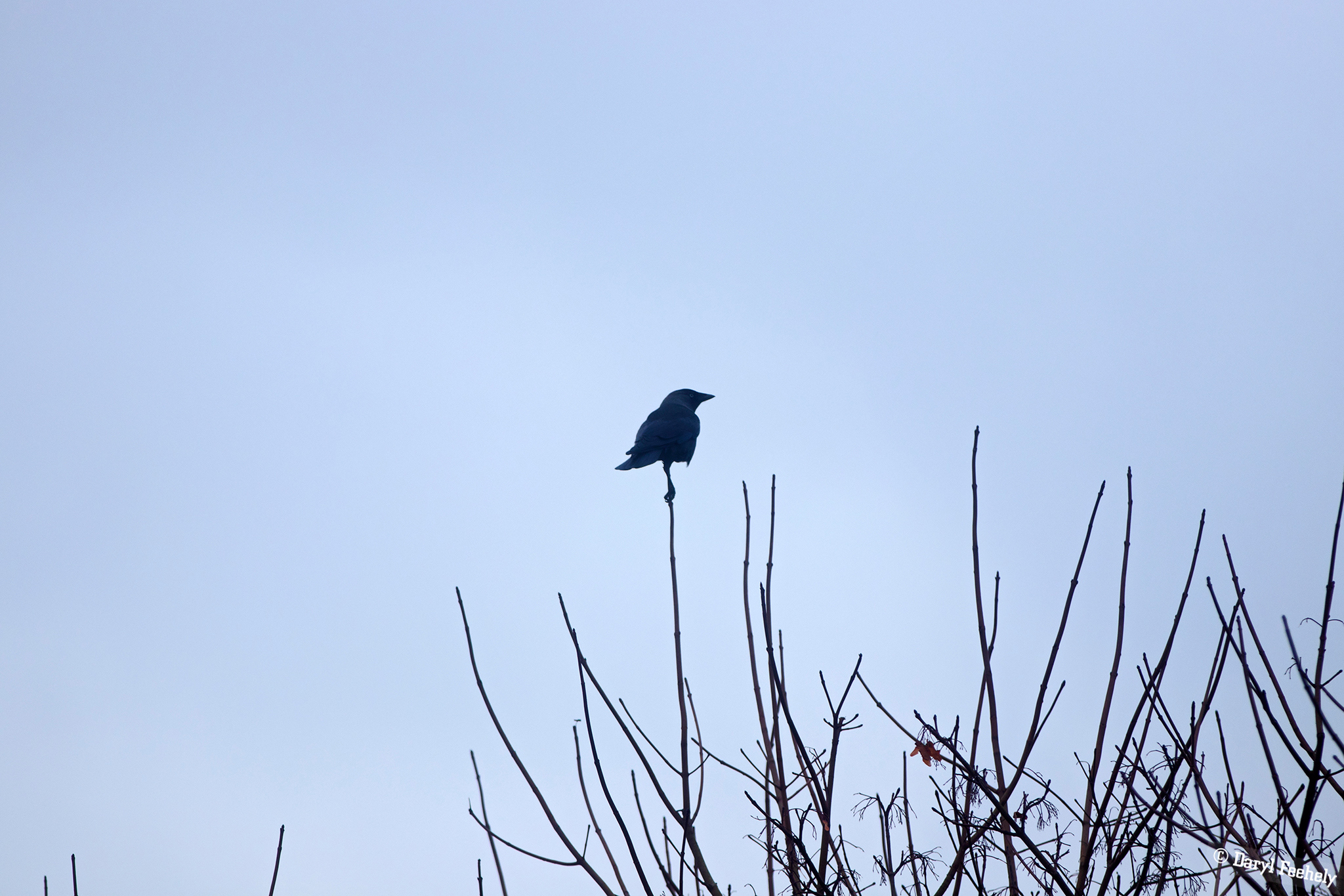 #190 King of The World