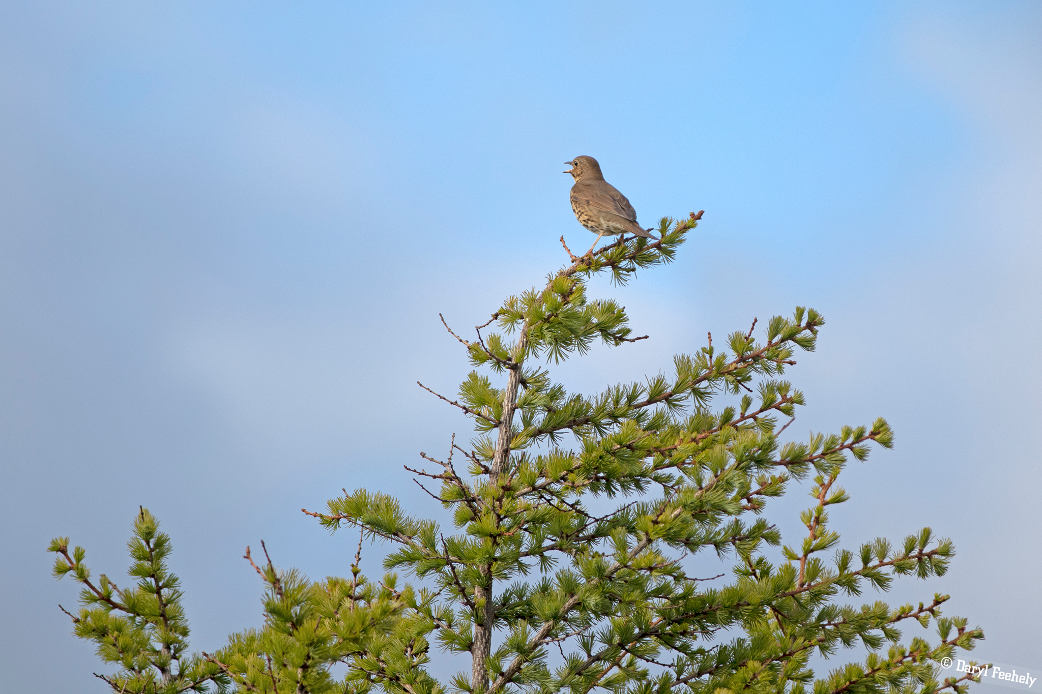 Songbird