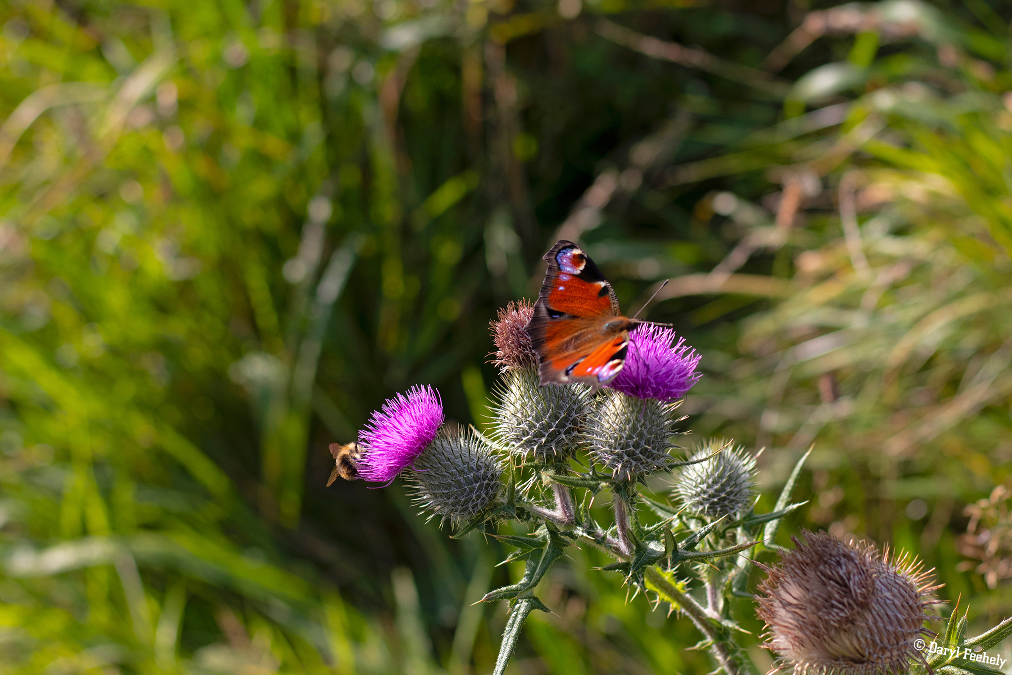 Peacock Butterfly