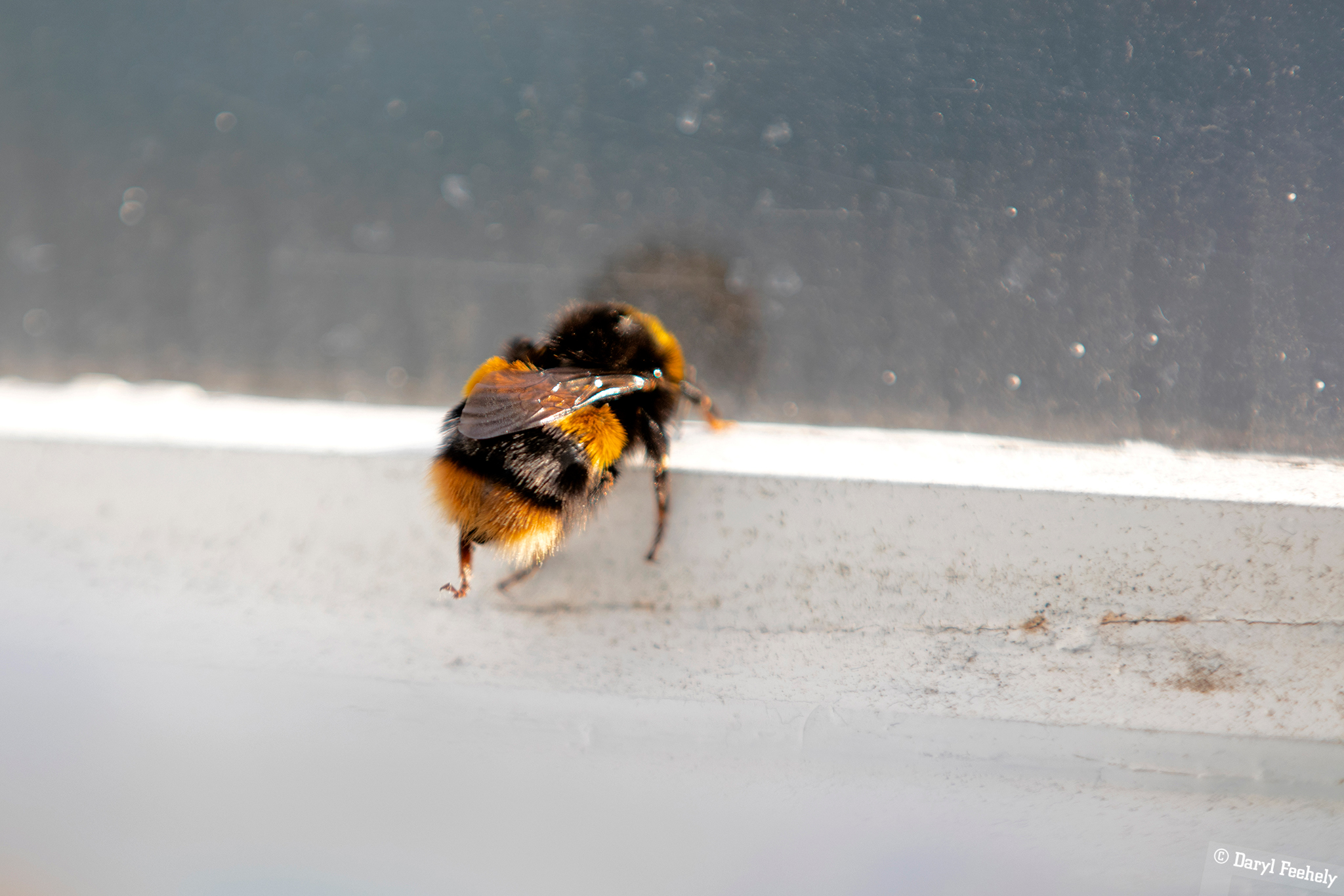 Decoding Animal & Insect Languages | - Technology, Science & Other News