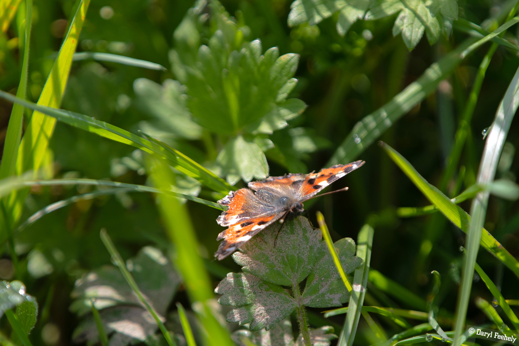 Small Tortoiseshell