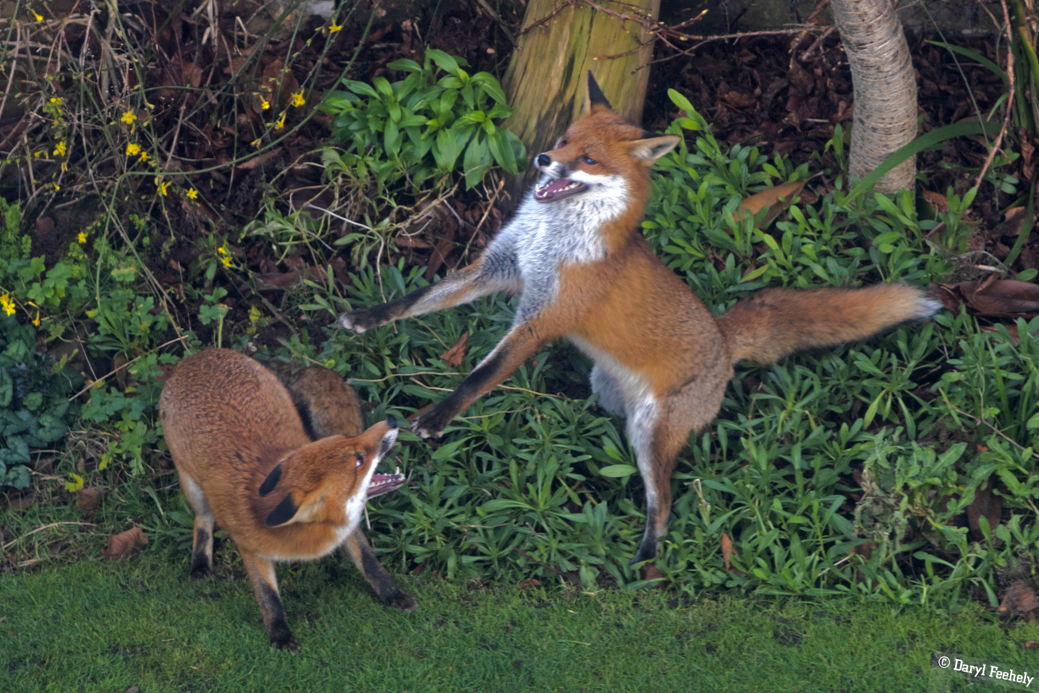 Frolic