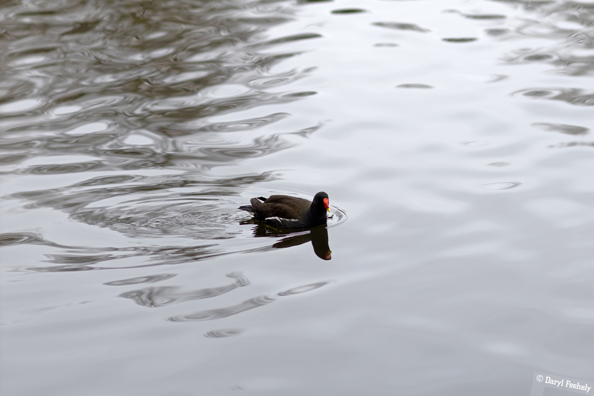 Moorhen