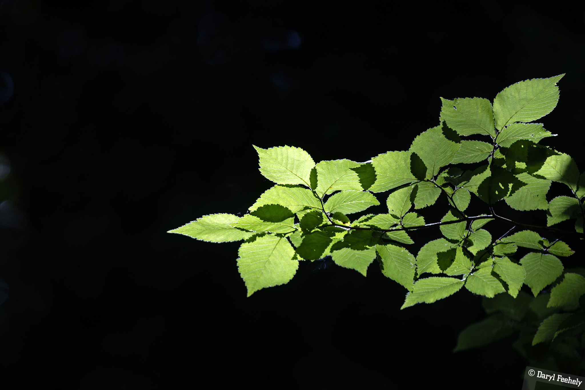 Illuminated
