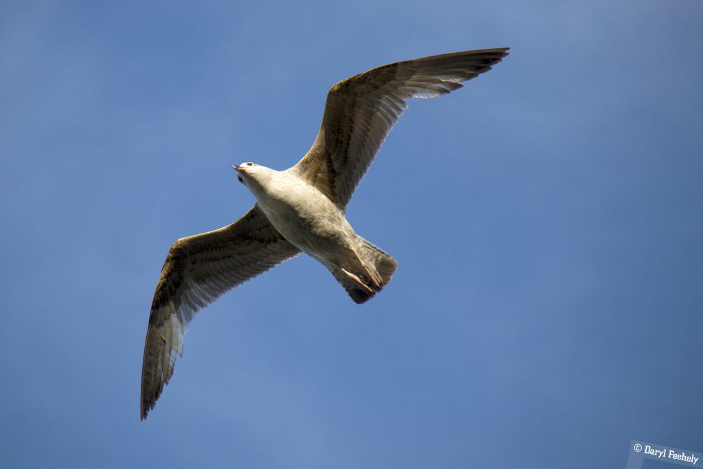 A seagull at full wingspan