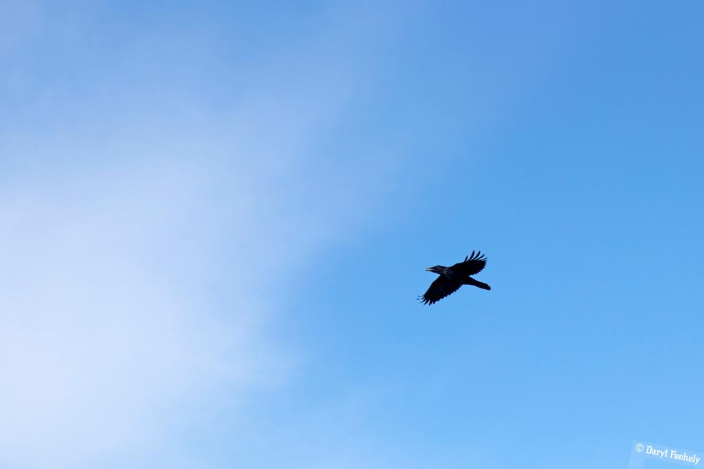 As The Crow Flies