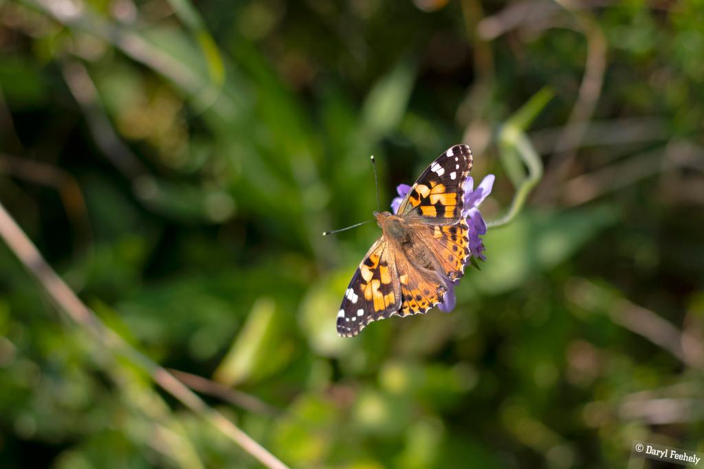 Painted Lady