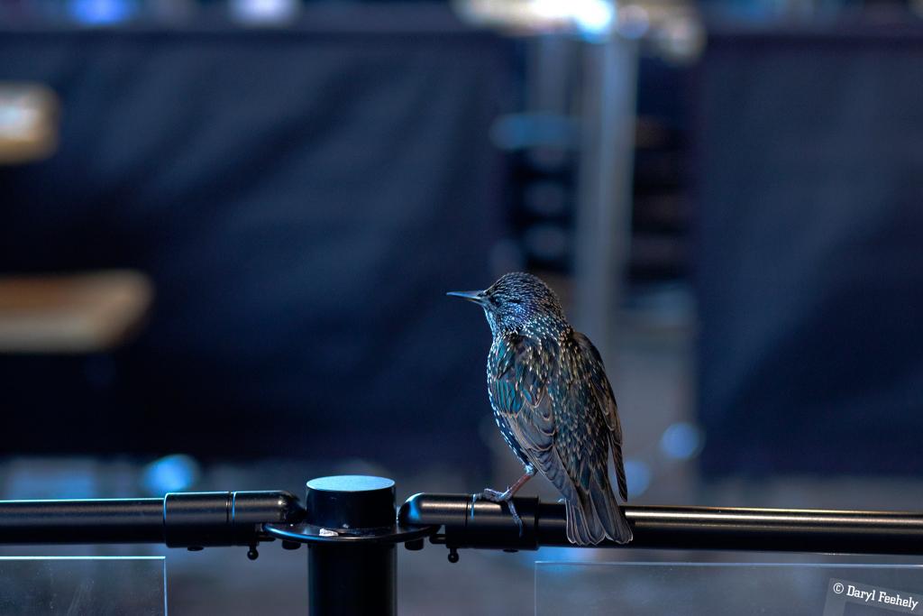 City Starling