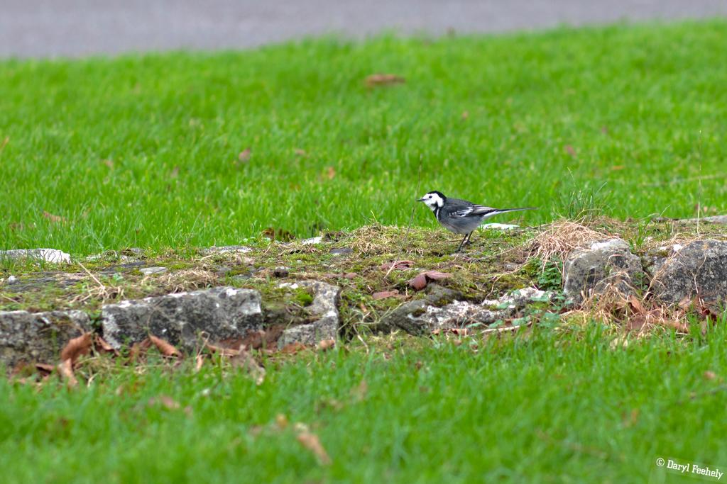 Wagtail