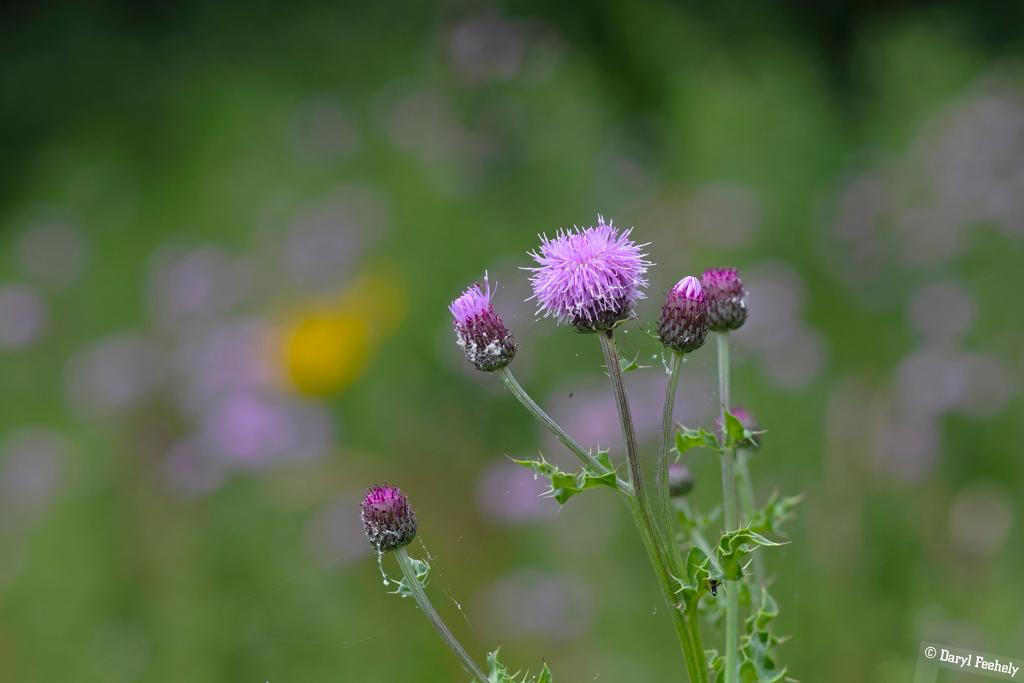 Thistle