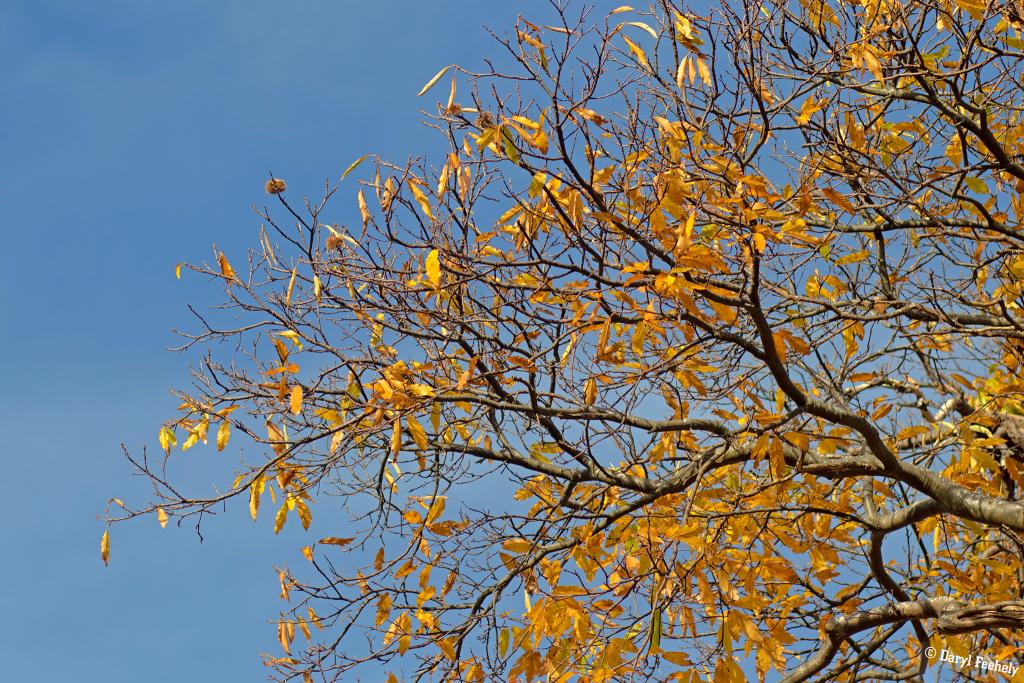 Golden Leaves