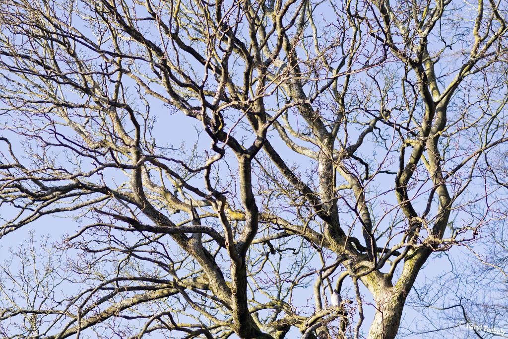 Branches